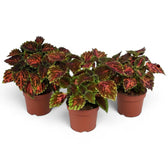 Group of three medium Coleus ‘Magnificent Mile’ plants in terracotta nursery pots.