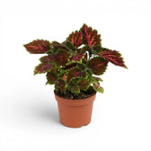 Coleus ‘Magnificent Mile’ plant with upright coral-marked foliage in a terracotta nursery pot.