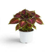 Upright Coleus ‘Magnificent Mile’ with vivid pink markings and green edges in a white nursery pot.