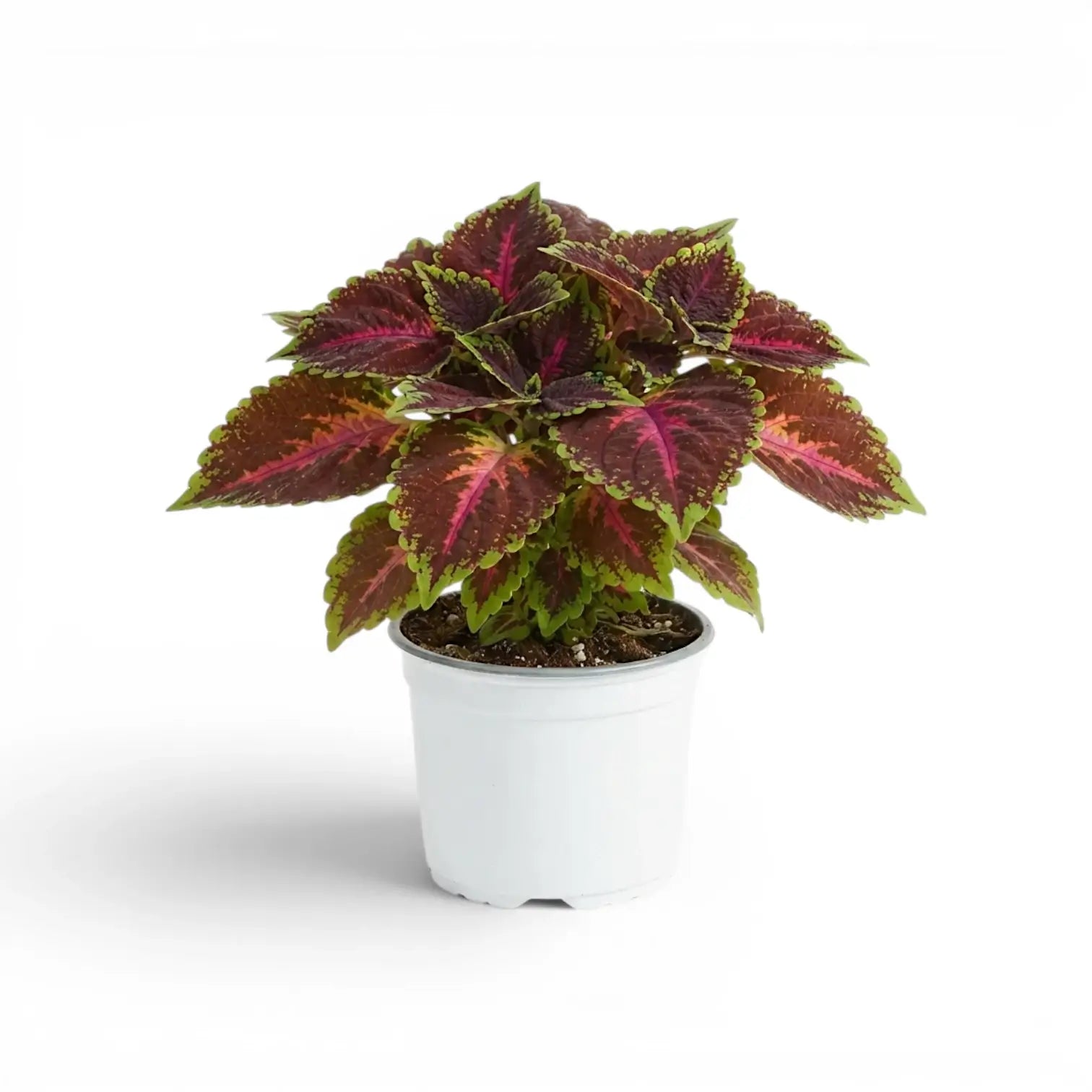 Upright Coleus ‘Magnificent Mile’ with vivid pink markings and green edges in a white nursery pot.