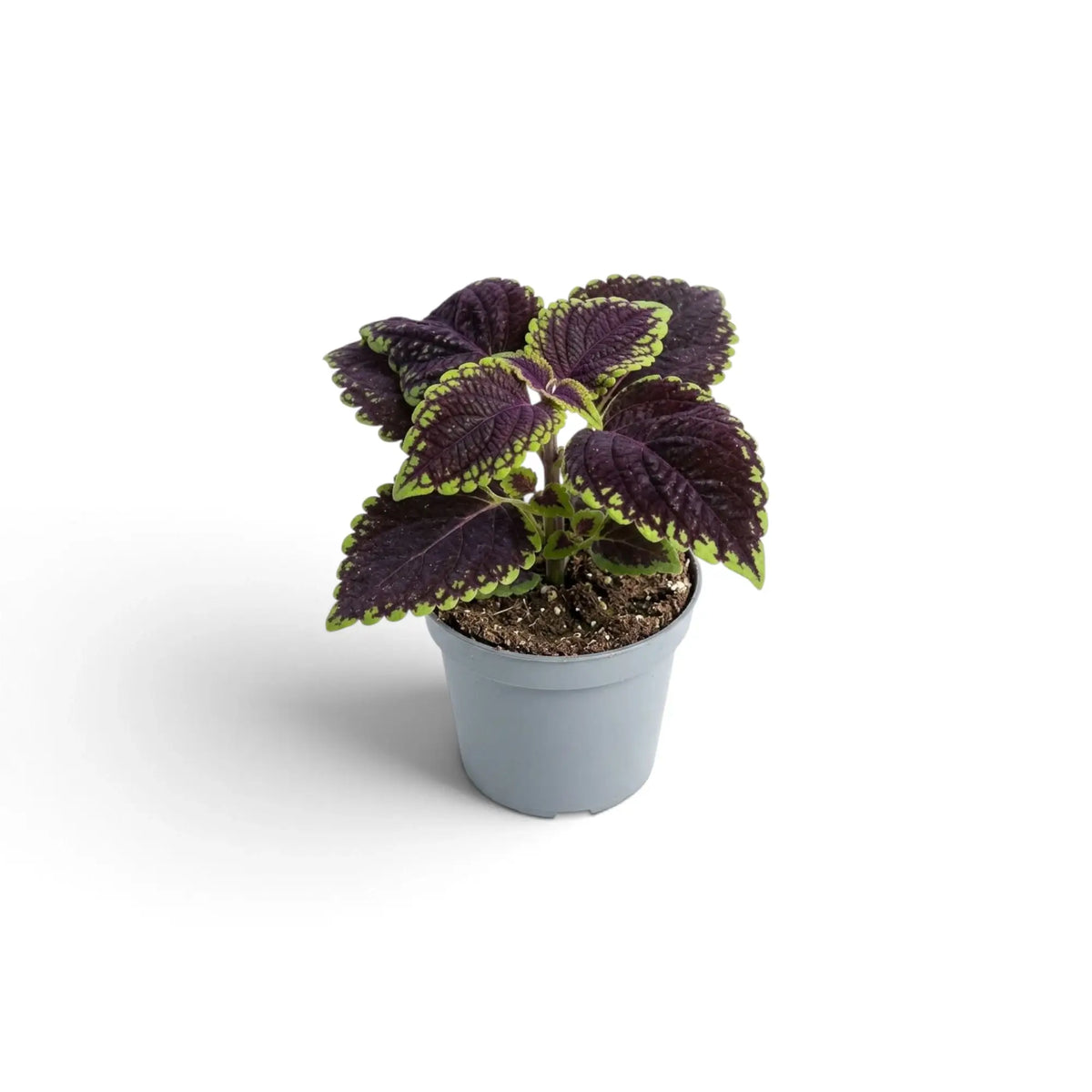 Coleus scutellarioides ‘Main Street Abbey Road’ baby plant with burgundy and lime foliage