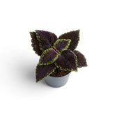 Coleus scutellarioides ‘Main Street Abbey Road’ young plant with burgundy leaves edged lime green