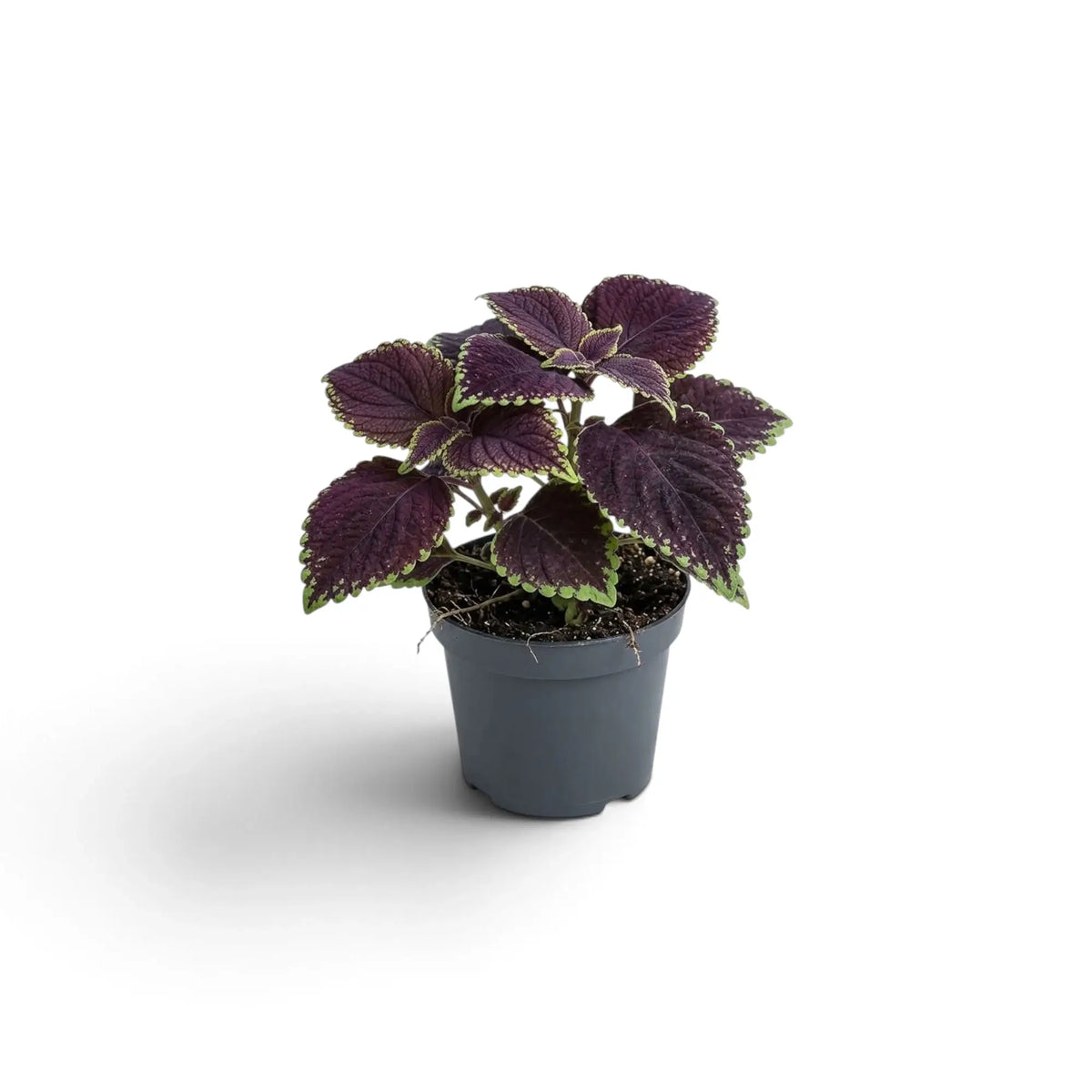Coleus scutellarioides ‘Main Street Abbey Road’ baby plant with scalloped burgundy and green leaves