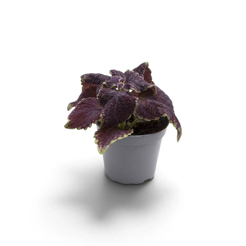 Coleus scutellarioides ‘Main Street Abbey Road’ als Jungpflanze mit dunkel bordeauxroten Blättern und limettengrünem Rand