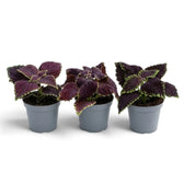 Coleus scutellarioides ‘Main Street Abbey Road’ baby plant with burgundy leaves and lime-green serrated margins