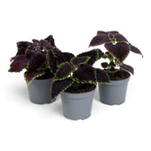 Coleus scutellarioides ‘Main Street Abbey Road’ compact potted plant with deep burgundy leaves edged lime green