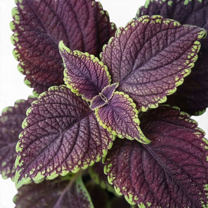 Blattdetail von Coleus scutellarioides ‘Main Street Abbey Road’ mit burgunderroten Blattmitten und gekerbten limettengrünen Rändern