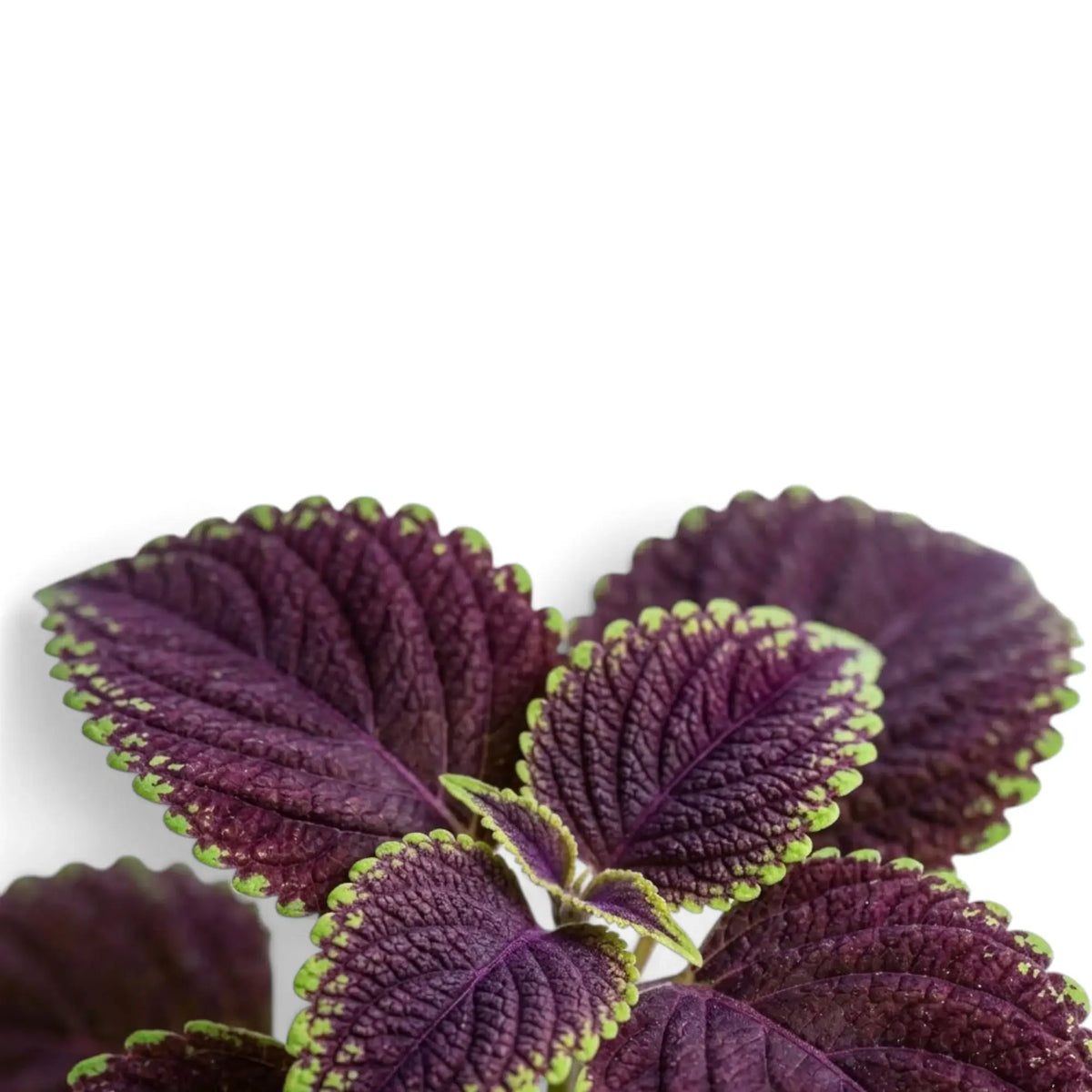 Coleus scutellarioides ‘Main Street Abbey Road’ foliage detail with deep burgundy leaves and lime-green serrated margins