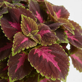 Coleus ‘Park Avenue’ foliage with magenta centres, burgundy fields and lime-green scalloped edges.