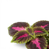 Coleus ‘Park Avenue’ leaf cluster showing bright pink markings and green margins.