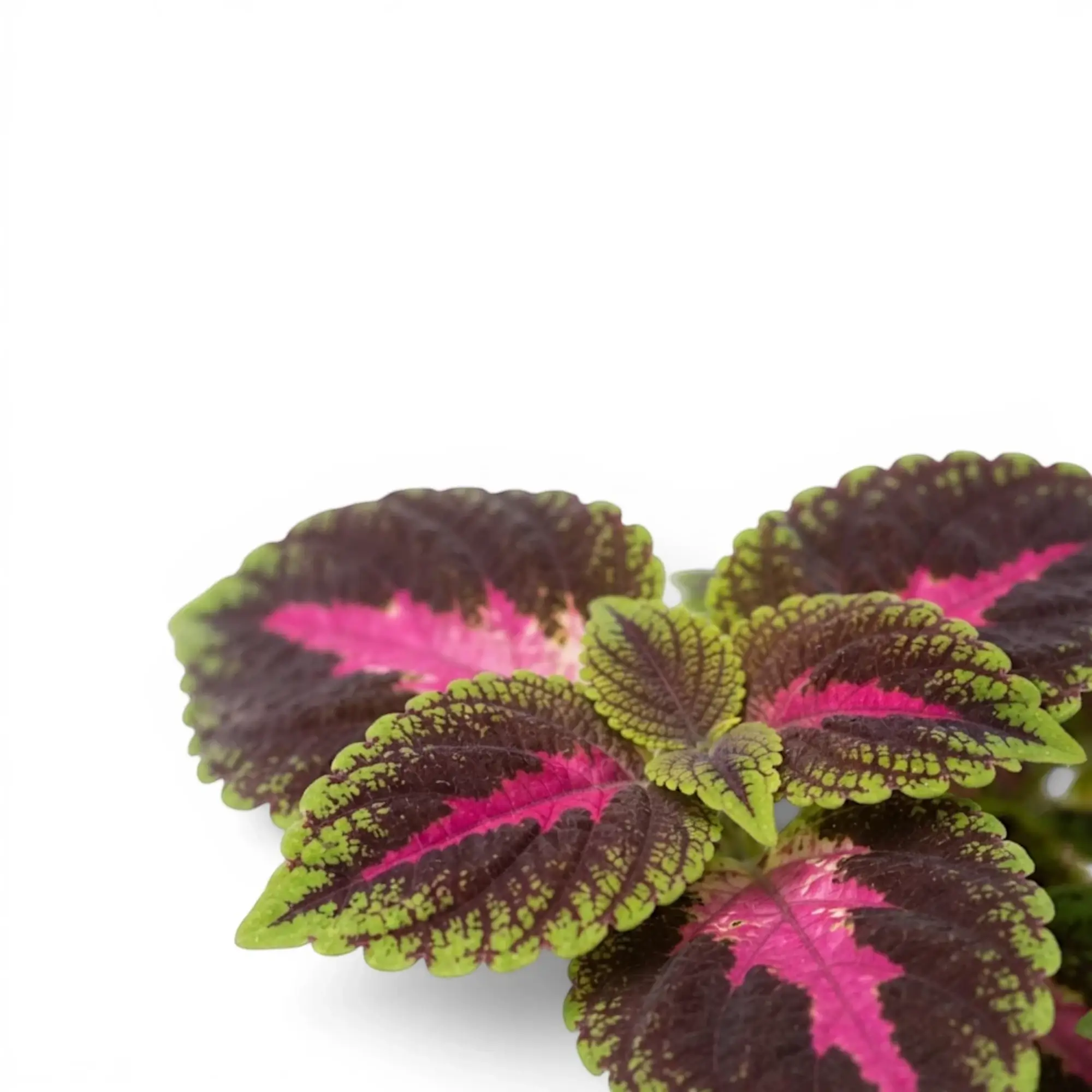 Coleus ‘Park Avenue’ leaf cluster showing bright pink markings and green margins.