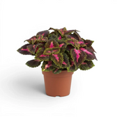 Compact Coleus ‘Park Avenue’ with pink-centred burgundy leaves in a terracotta nursery pot.
