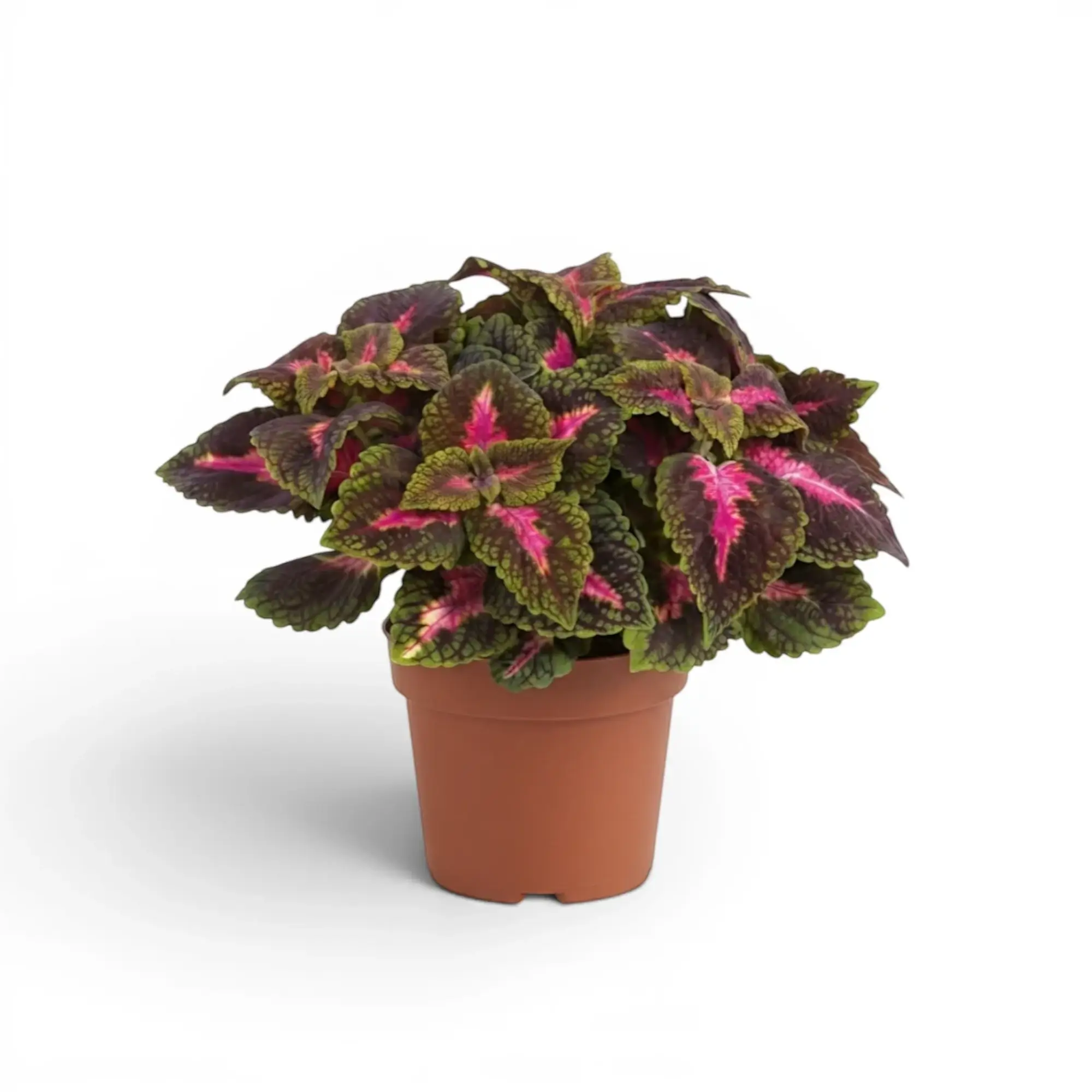 Compact Coleus ‘Park Avenue’ with pink-centred burgundy leaves in a terracotta nursery pot.