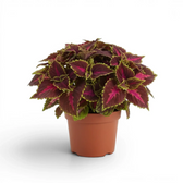 Full Coleus ‘Park Avenue’ plant with deep burgundy foliage and fine green edges in a terracotta nursery pot.