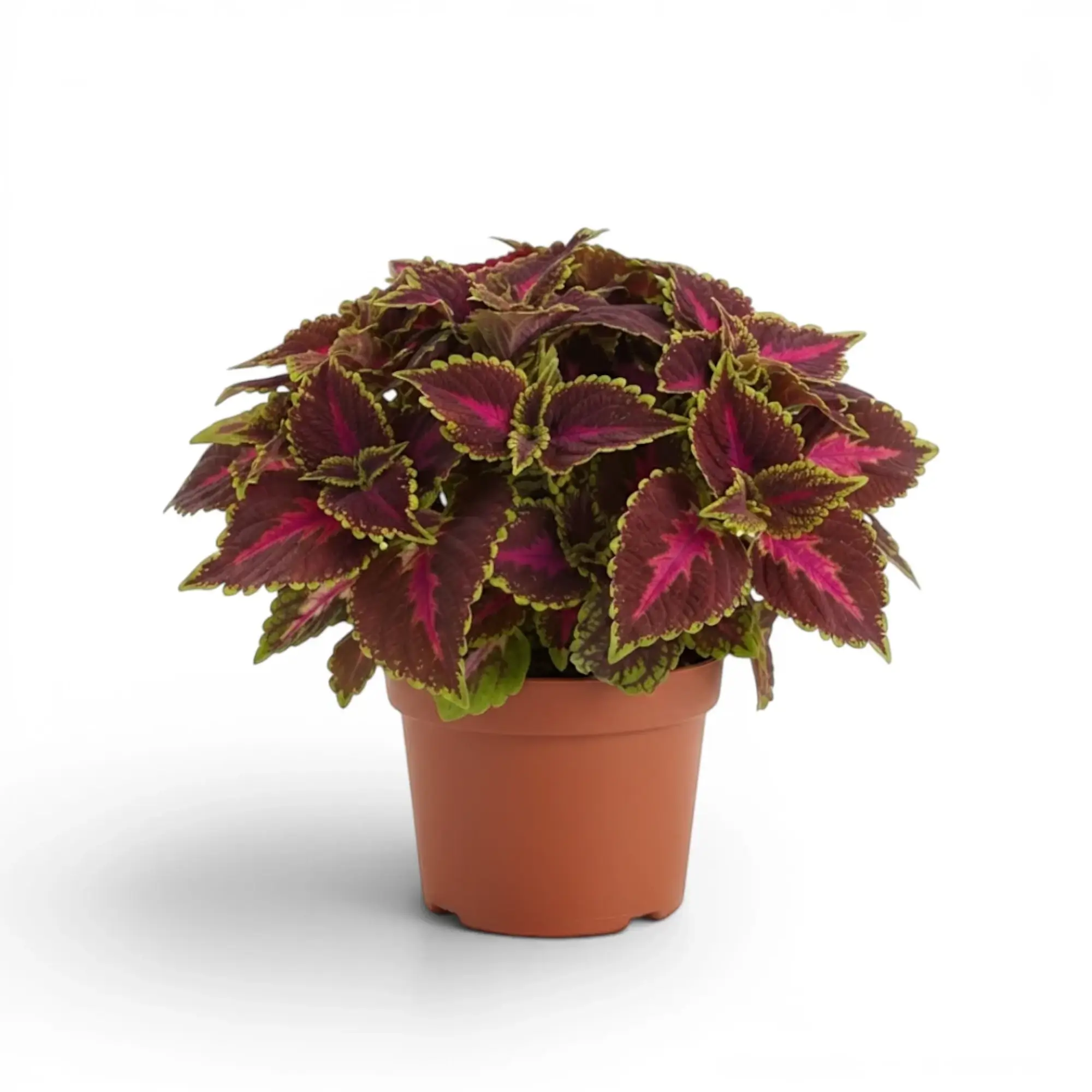 Full Coleus ‘Park Avenue’ plant with deep burgundy foliage and fine green edges in a terracotta nursery pot.