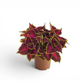 Coleus ‘Park Avenue’ viewed from above, with magenta markings across a dense burgundy crown.