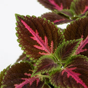 Close-up of a Coleus Pink Diamond plant with variegated leaves showing dark burgundy-purple margins, bright green edges, and vivid pink centers on a white background.