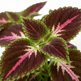 Close-up of a Coleus Pink Diamond  with textured leaves showing dark burgundy-purple margins, bright green edges, and vivid pink to white veining, set against a clean white background.