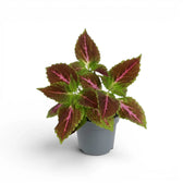 A potted Coleus Pink Diamond  plant with green and burgundy leaves featuring prominent pink veins, in a small gray plastic pot on a white background.