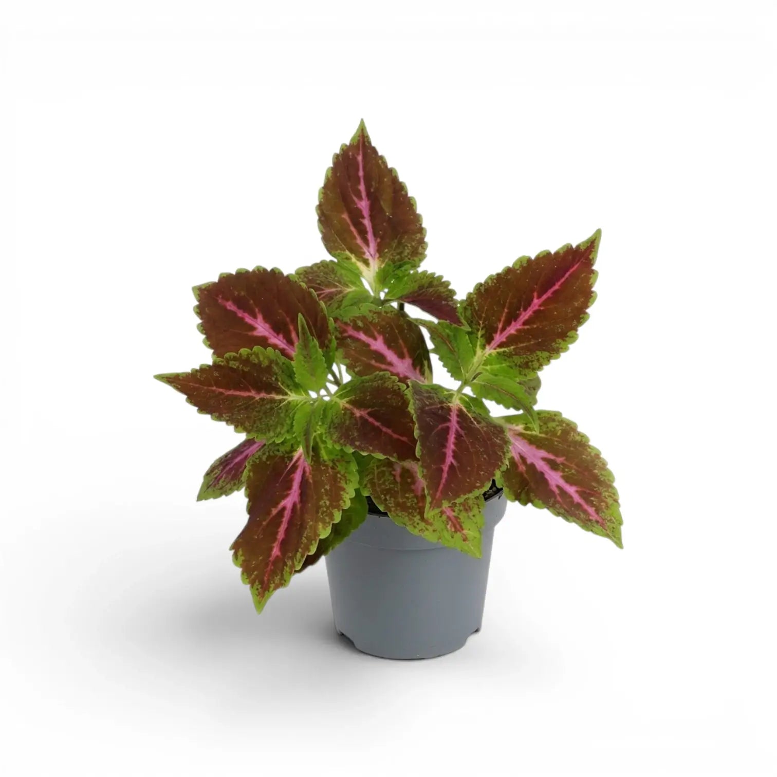 A potted Coleus Pink Diamond  plant with green and burgundy leaves featuring prominent pink veins, in a small gray plastic pot on a white background.