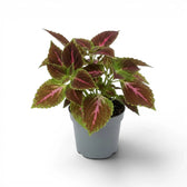 A potted Coleus Pink Diamond plant with variegated green and burgundy-red leaves, in a small gray plastic pot on a white background.