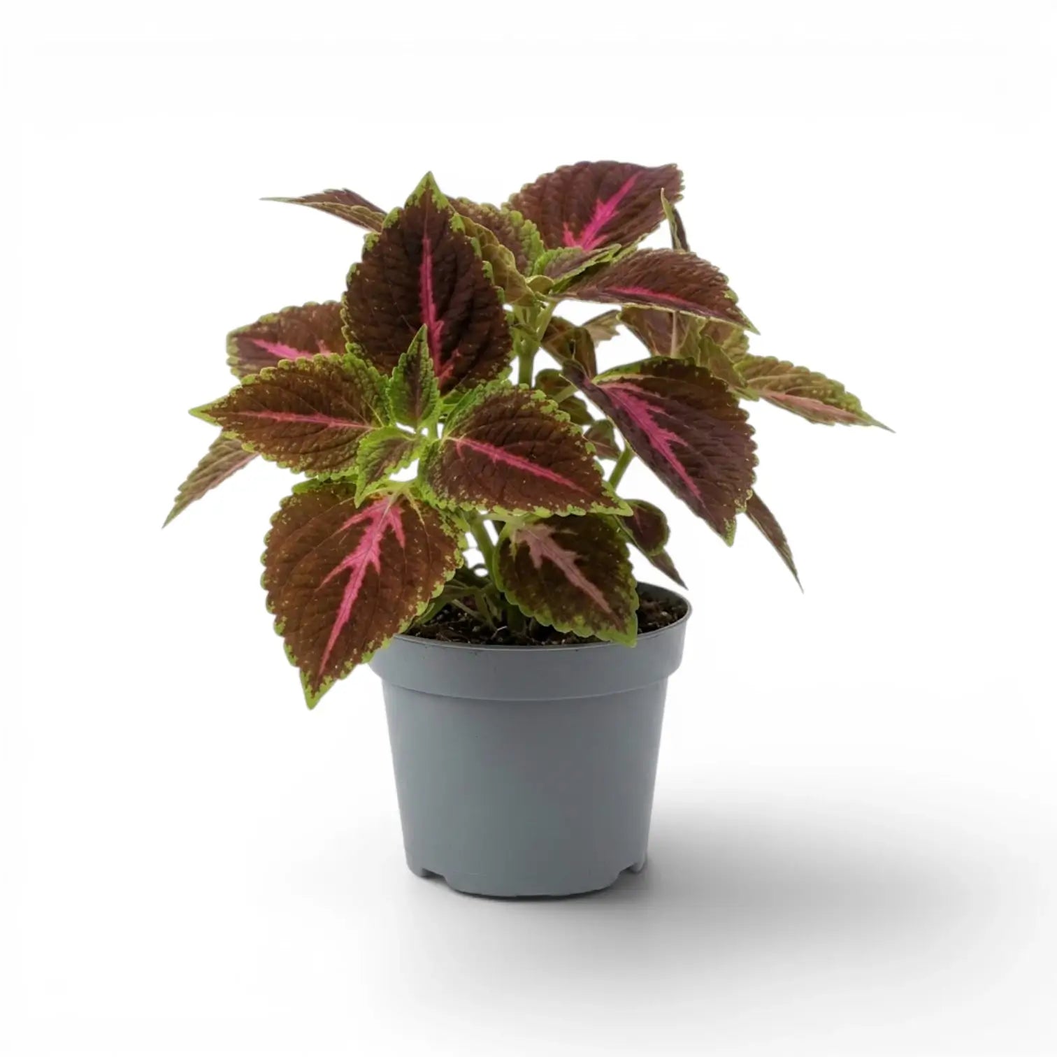 Coleus Pink Diamond with burgundy-green leaves and vivid pink veins in a grey nursery pot