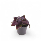 Coleus scutellarioides 'Main Street Abbey Road' potted plant in nursery pot on white background.