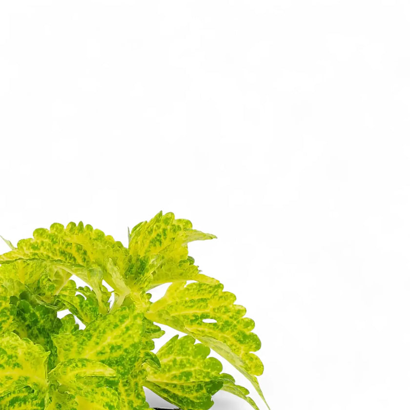 Coleus scutellarioides 'Main Street River Walk' close-up of leaf on white background.