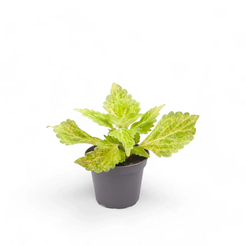 Coleus scutellarioides 'Main Street River Walk' potted plant in nursery pot on white background.