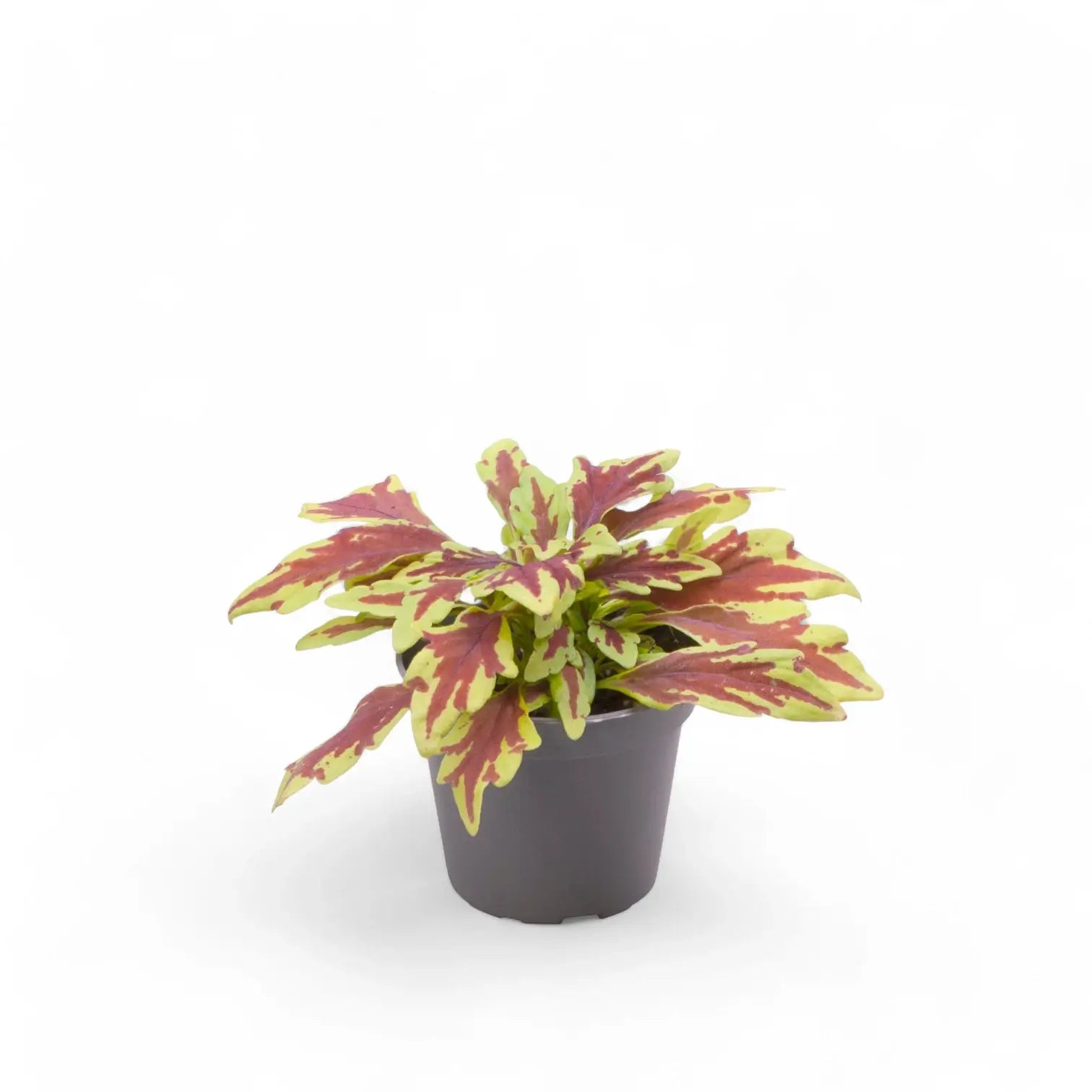 Coleus scutellarioides 'Le Freak' potted plant in nursery pot on white background.