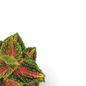 Nahaufnahme von Coleus scutellarioides 'Stained Glassworks Spacecake' vor weißem Hintergrund.