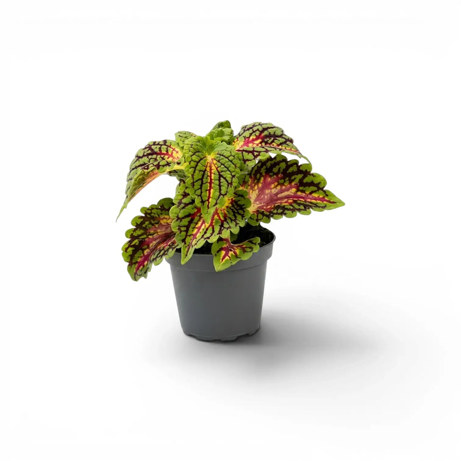Coleus 'Spacecake' als Jungpflanze im Kulturtopf.