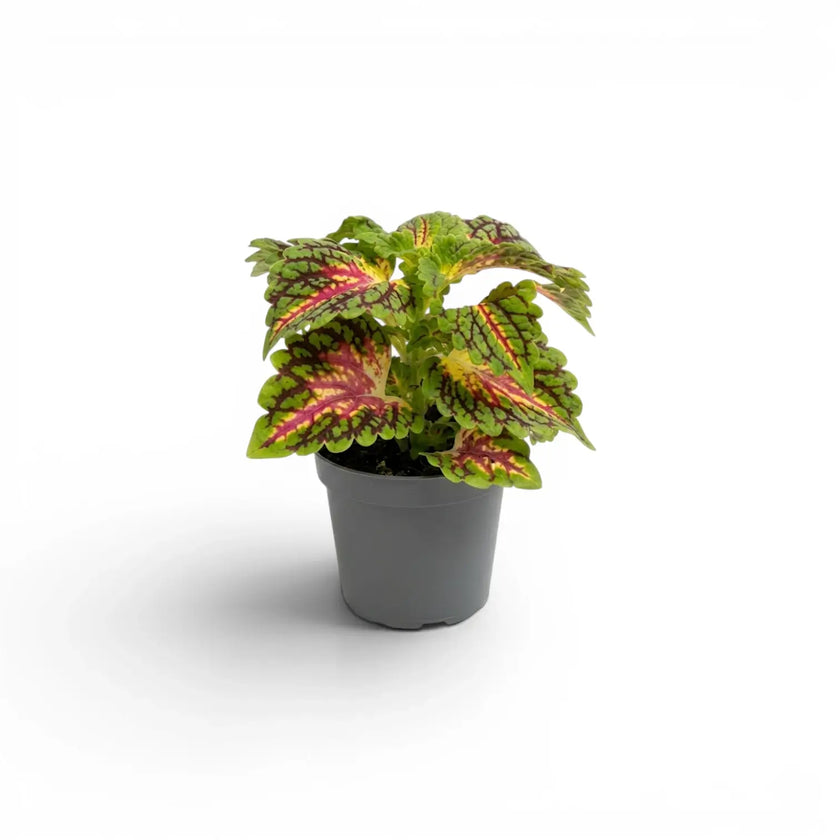 Coleus 'Spacecake' baby plant in a nursery pot.