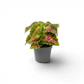 Coleus 'Spacecake' als Jungpflanze im Kulturtopf.