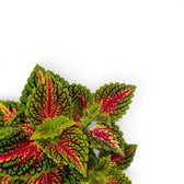 Nahaufnahme der Blätter von Coleus 'Spacecake'.