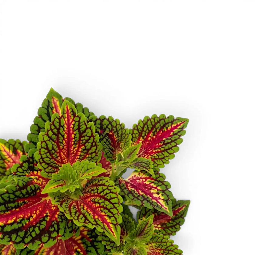 Close-up of Coleus 'Spacecake' leaves.