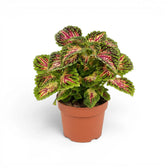 Mittelgroßer Coleus ‘Stained Glassworks Spacecake’ mit dichtem rosa-grünem Blattschopf in einem terrakottafarbenen Kulturtopf.