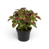 Mittelgroßer Coleus ‘Stained Glassworks Spacecake’ mit burgunderrosa Blattmitten und grünen Rändern in einem schwarzen Kulturtopf.