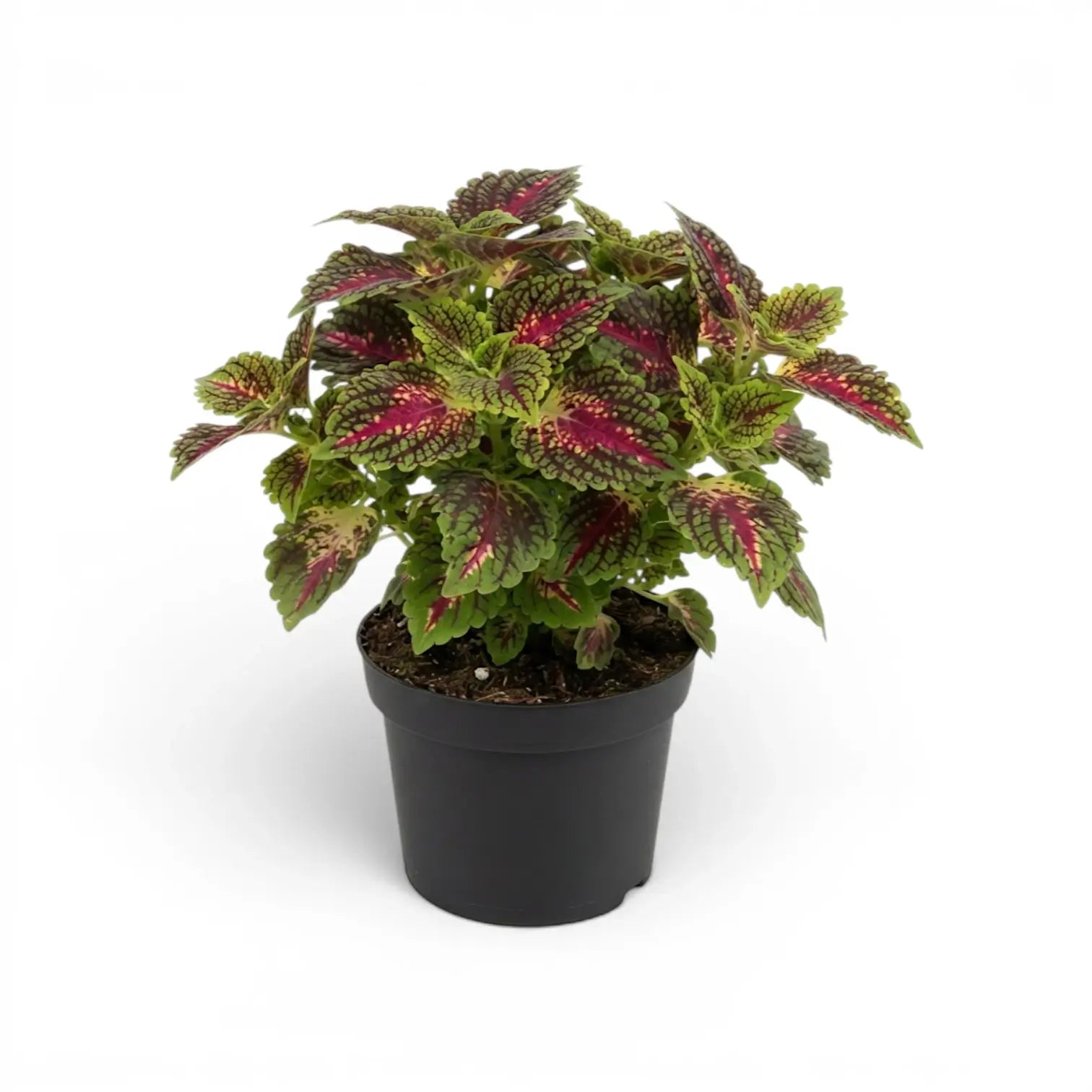Mittelgroßer Coleus ‘Stained Glassworks Spacecake’ mit burgunderrosa Blattmitten und grünen Rändern in einem schwarzen Kulturtopf.