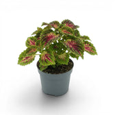 Mittelgroßer Coleus ‘Stained Glassworks Spacecake’ mit rundlichem Schopf aus grün-rosa gezeichneten Blättern in einem grauen Kulturtopf.