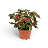 Mittelgroßer Coleus ‘Stained Glassworks Spacecake’ mit lockerer Verzweigung und ausladenden magentafarbenen und grünen Blättern in einem terrakottafarbenen Topf.