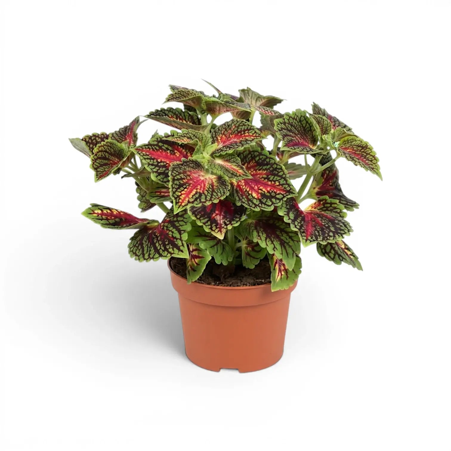 Mittelgroßer Coleus ‘Stained Glassworks Spacecake’ mit lockerer Verzweigung und ausladenden magentafarbenen und grünen Blättern in einem terrakottafarbenen Topf.