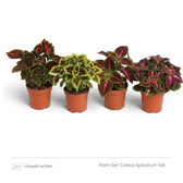 Coleus Spectrum Set with four colourful Coleus plants lined up in nursery pots