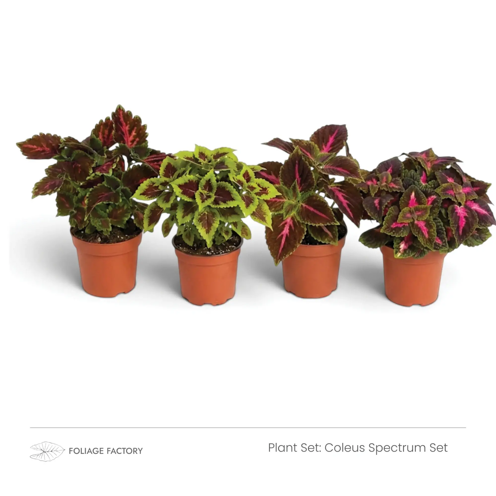 Coleus Spectrum Set with four colourful Coleus plants lined up in nursery pots