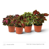 Coleus Spectrum Set with four colourful Coleus plants grouped in nursery pots