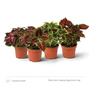 Coleus Spectrum Set with four colourful Coleus plants grouped in nursery pots