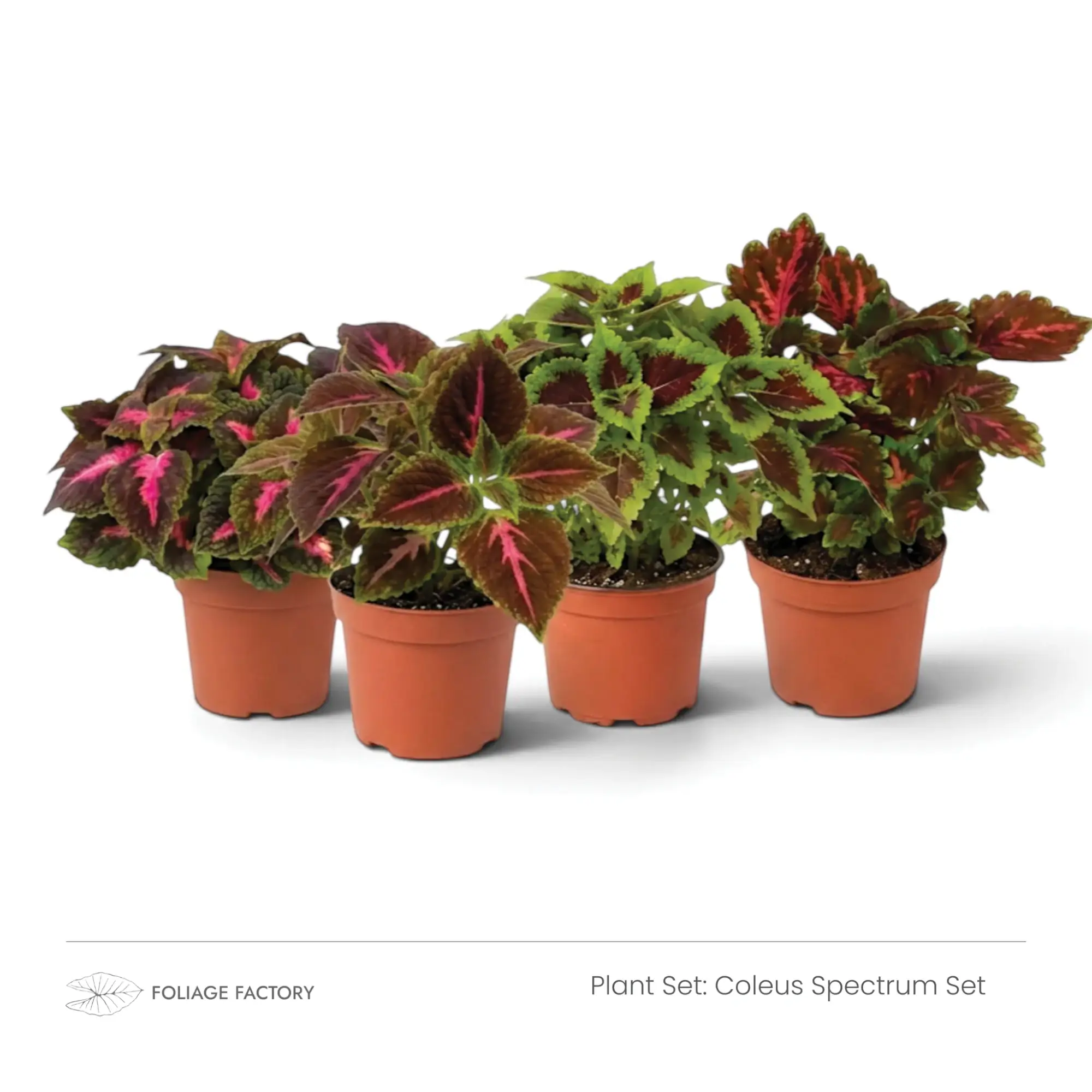 Coleus Spectrum Set with four colourful Coleus plants grouped in nursery pots