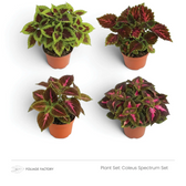 Four green, burgundy and pink Coleus plants from the Coleus Spectrum Set viewed from above