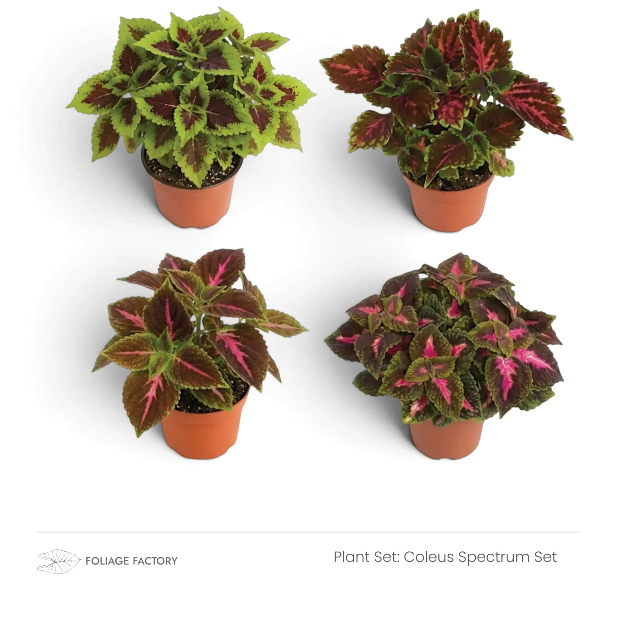 Four green, burgundy and pink Coleus plants from the Coleus Spectrum Set viewed from above