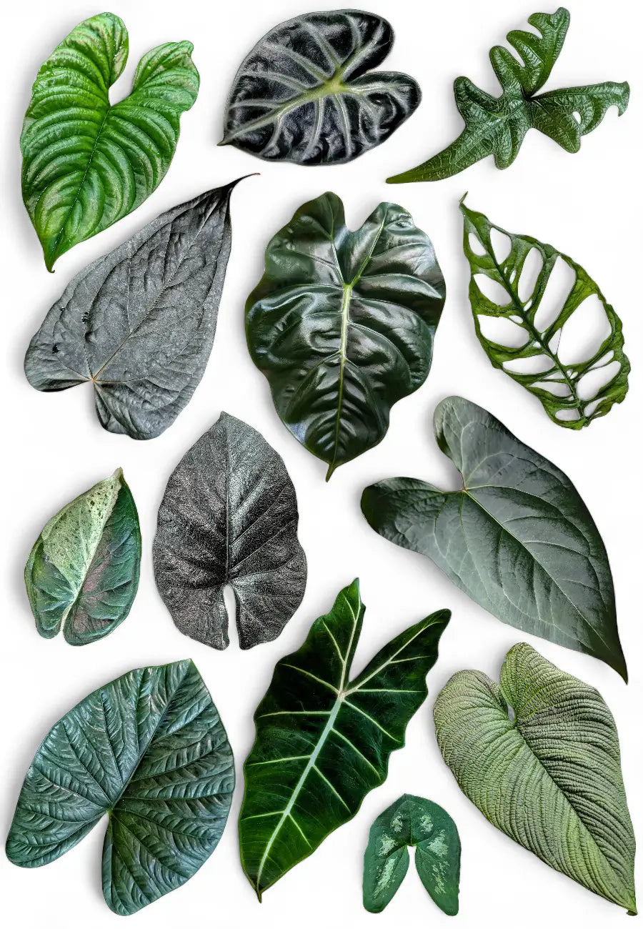 Sammlung verschiedener tropischer Blätter – Alocasia, Anthurium, Philodendron, Monstera – vor weißem Hintergrund